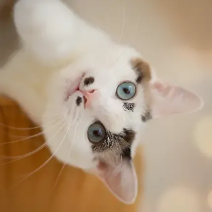  25 عکس گربه کوچولو