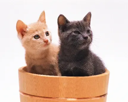  25 عکس گربه کوچولو