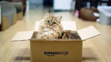  25 عکس گربه کوچولو