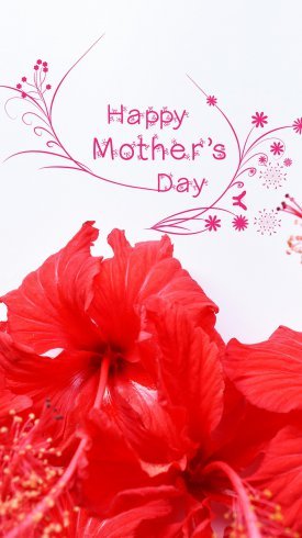  تصاویر زیبای گل برای پس زمینه موبایل