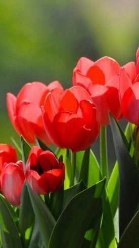  تصاویر زیبای گل برای پس زمینه موبایل