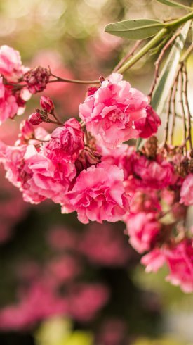  تصاویر زیبای گل برای پس زمینه موبایل