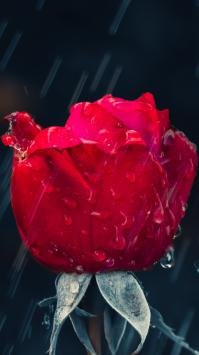  تصاویر زیبای گل برای پس زمینه موبایل