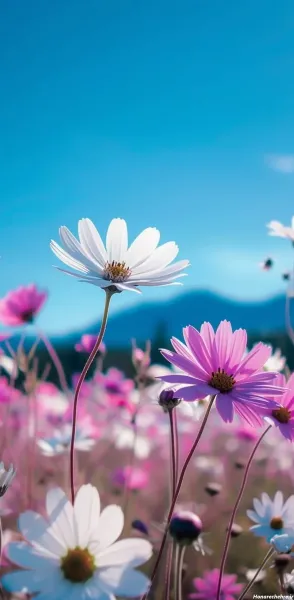  تصویر زمینه موبایل دخترانه متحرک