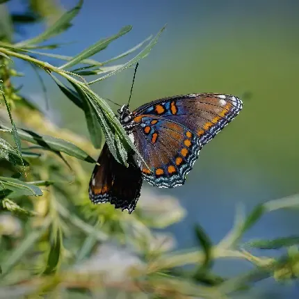  تصاویر طبیعت بسیار زیبا