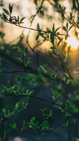  عکس طبیعت برای گوشی سامسونگ