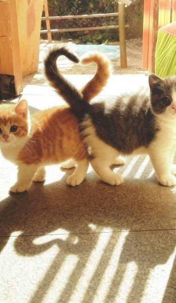 بک گراند عاشقانه ست