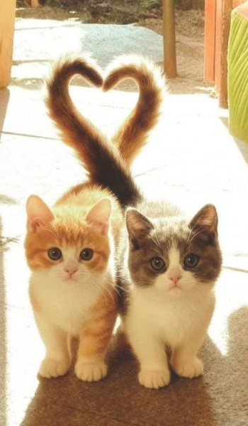 بک گراند عاشقانه ست