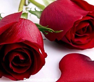  عکس دسته گل عاشقانه