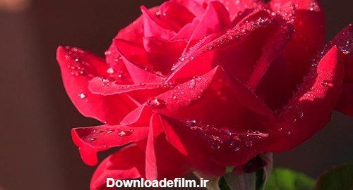  عکس دسته گل عاشقانه