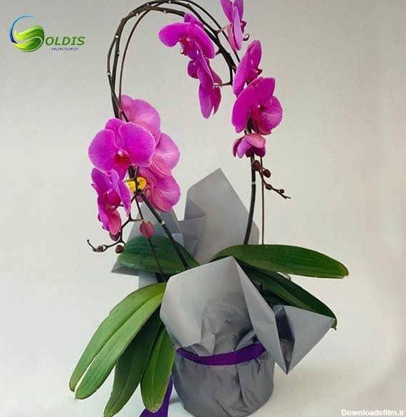  عکس دسته گل عاشقانه