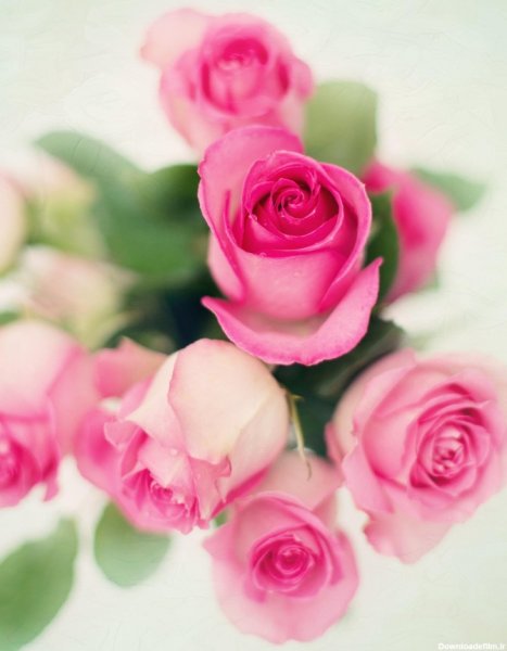  عکس دسته گل عاشقانه