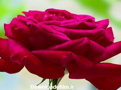 عکس دسته گل زیبا برای هدیه