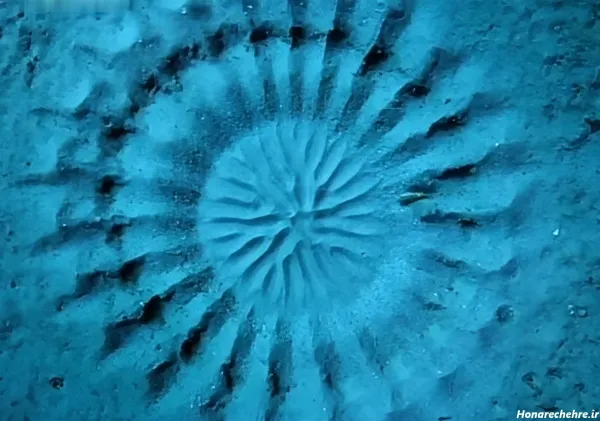  عکس کارتونی زیر دریا