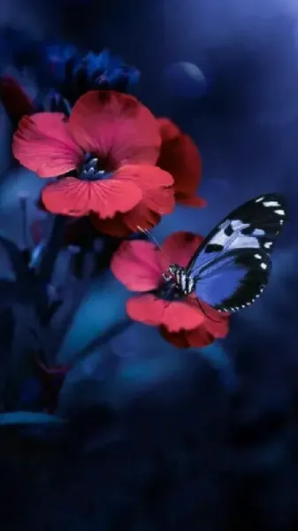  عکس گل و پروانه صورتی