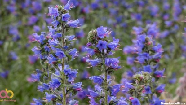 عکس های گل گل گاوزبان