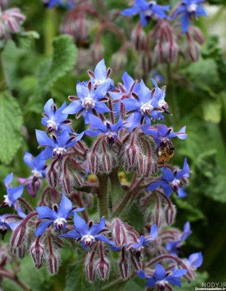  عکس های گل گل گاوزبان