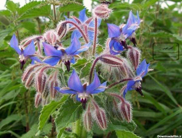  عکس های گل گل گاوزبان