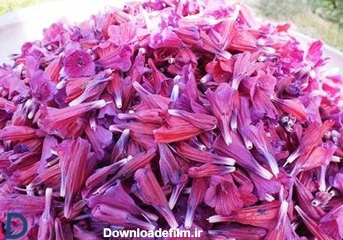  عکس های گل گل گاوزبان