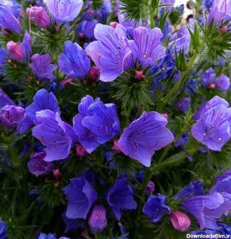  عکس های گل گل گاوزبان