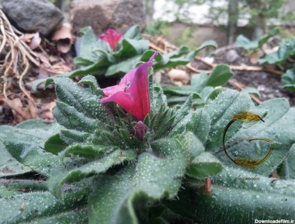  عکس های گل گل گاوزبان