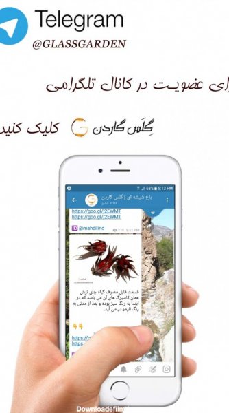  عکس های گل گل گاوزبان