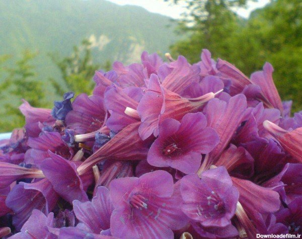  عکس های گل گل گاوزبان