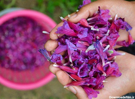  عکس های گل گل گاوزبان