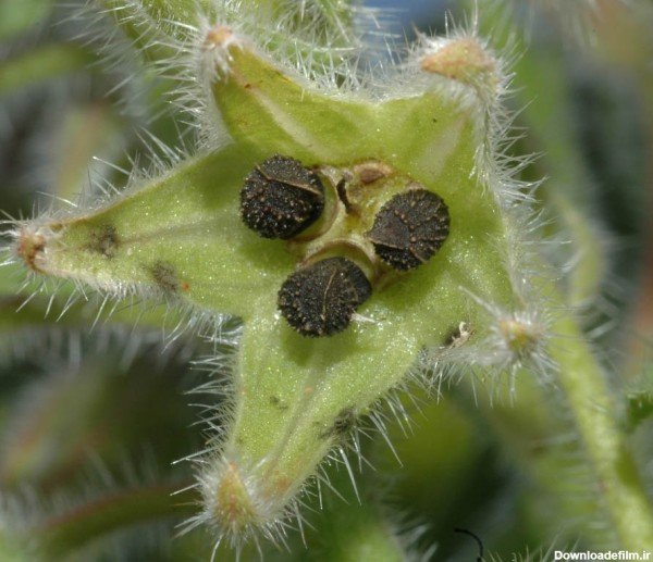  عکس های گل گل گاوزبان