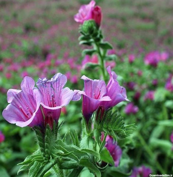  عکس های گل گل گاوزبان