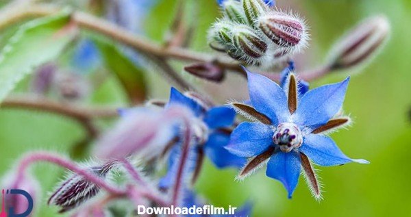  عکس های گل گل گاوزبان