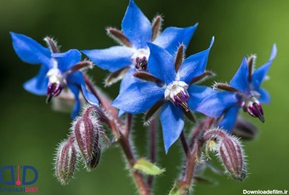  عکس های گل گل گاوزبان