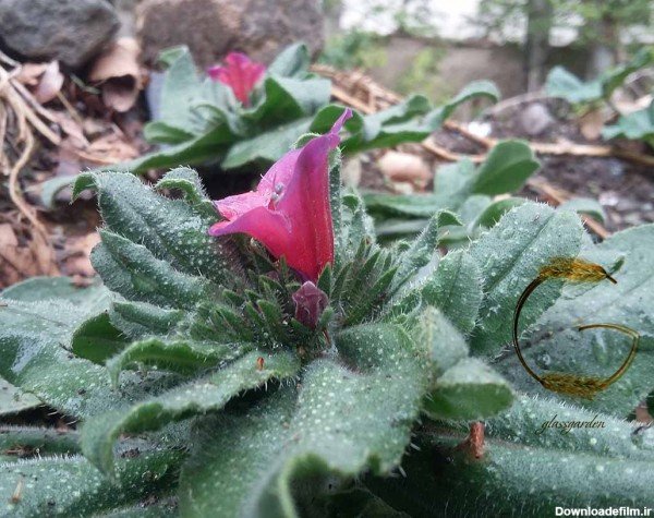  عکس های گل گل گاوزبان