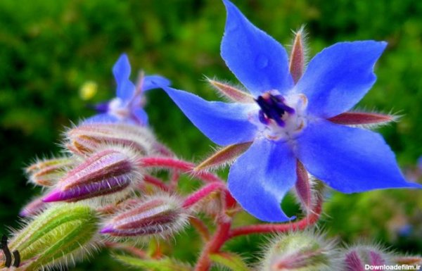  عکس های گل گل گاوزبان