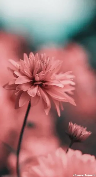  عکس سه بعدی گل