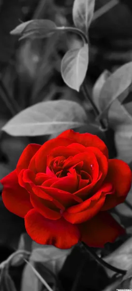  عکس سه بعدی گل رز