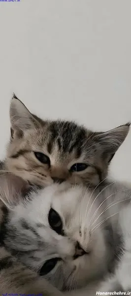  عکس سه بعدی گل رز