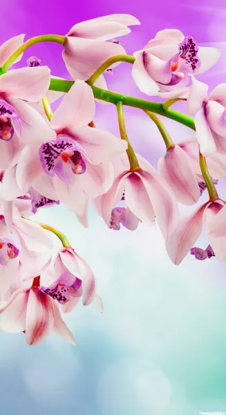  عکس سه بعدی گل رز