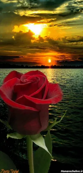  عکس سه بعدی گل رز