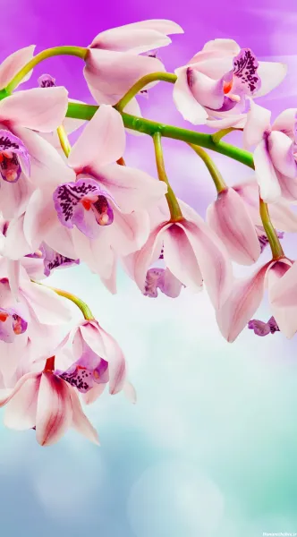 عکس گل سه بعدی برای پروفایل