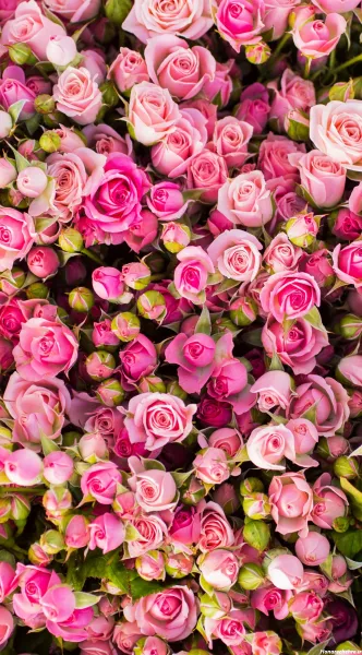  عکس گل سه بعدی برای پروفایل