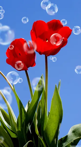  عکس گل سه بعدی برای پروفایل