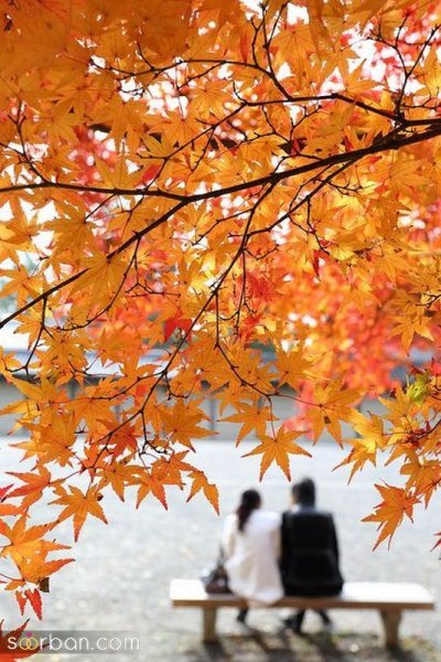  دانلود عکس عاشقانه پاییزی با کیفیت