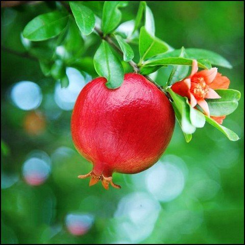 عکس انار فانتزی