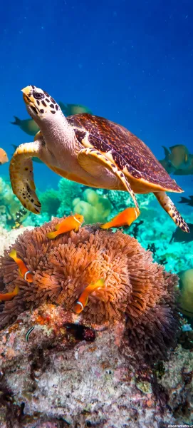  دانلود عکس با کیفیت 4k برای گوشی