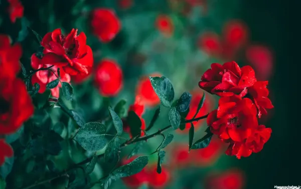 والپیپر خفن 4k برای کامپیوتر