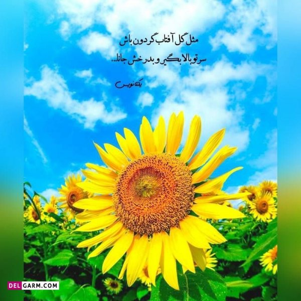  دانلود عکس پروفایل واتساپ