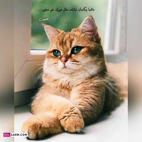  دانلود عکس پروفایل واتساپ