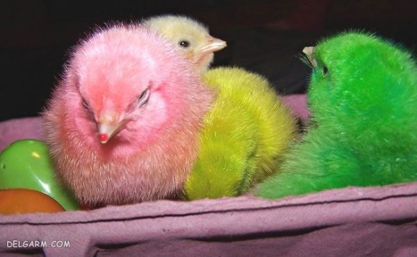  دانلود عکس جوجه