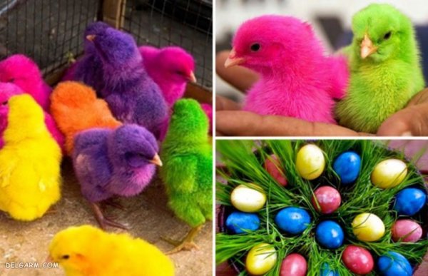  دانلود عکس جوجه